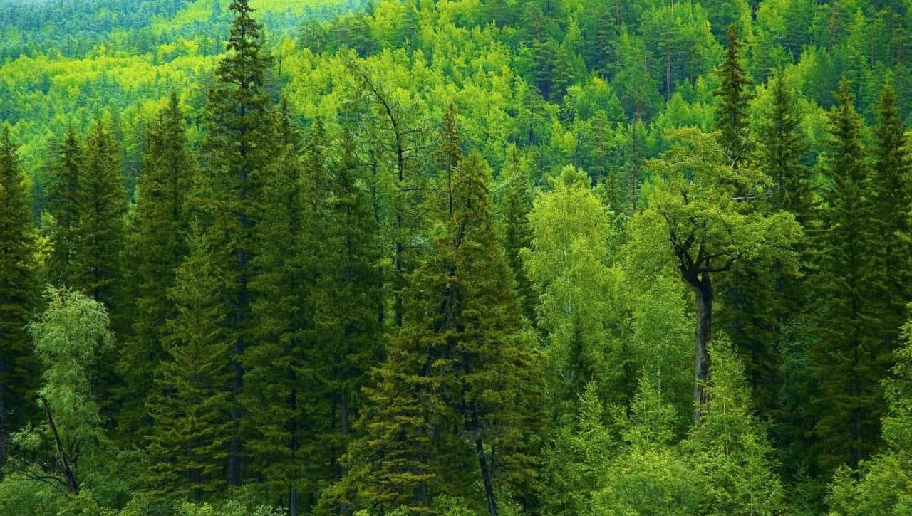 Dunyoda o‘rmonlar qisqarmoqda: 2025 yilgi dinamika