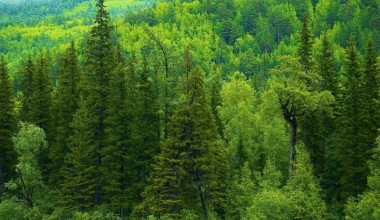 Дунёда ўрмонлар қисқармоқда: 2025 йилги динамика