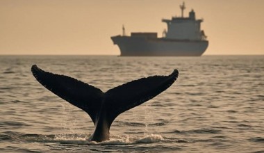 Геосиёсий таранглик денгиз экотизимига босимни кучайтирди