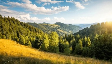 Yashil tiklanish yetakchilari: 10 yilda o‘rmon maydonini eng ko‘p oshirgan davlatlar